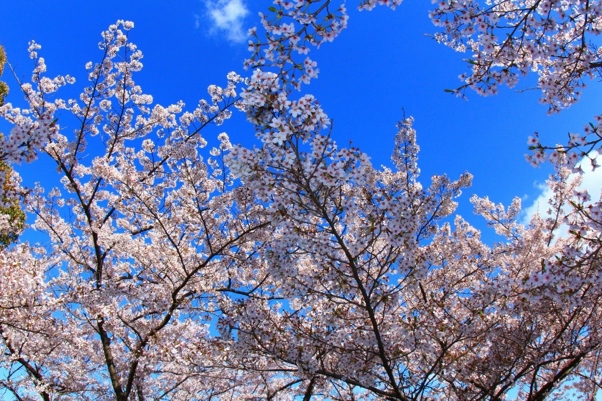 Simple Stay Kanon Nanba Minami Osaka Bagian luar foto